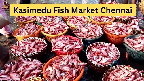 Kasimedu Fish Market Chennai: History, Shops, Nearby Places & Transport