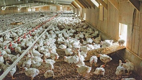 Is Poultry Business Profitable in India?