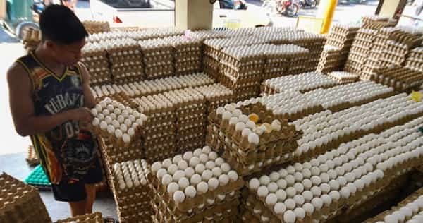 Egg Business