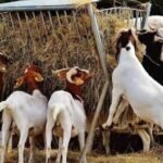 Goat Business