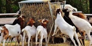 Is Goat Business Profitable in India?
