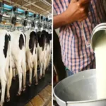 Is Dairy Business Profitable in India