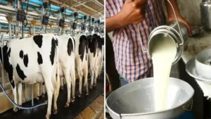 Is Dairy Business Profitable in India?